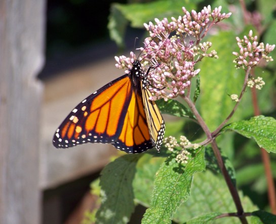 Monarch Butterly Image by David Wagner